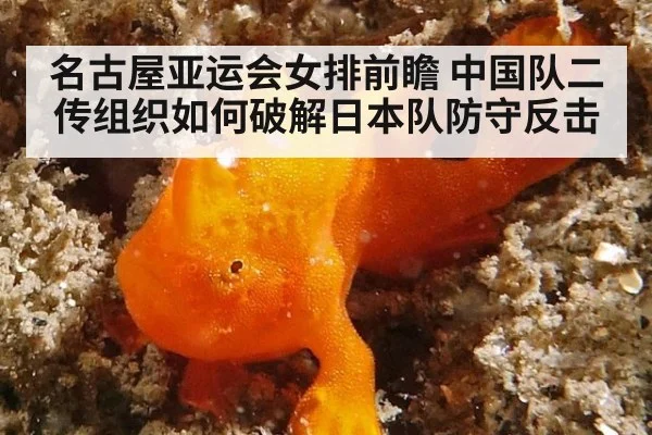 名古屋亚运会女排前瞻 中国队二传组织如何破解日本队防守反击
